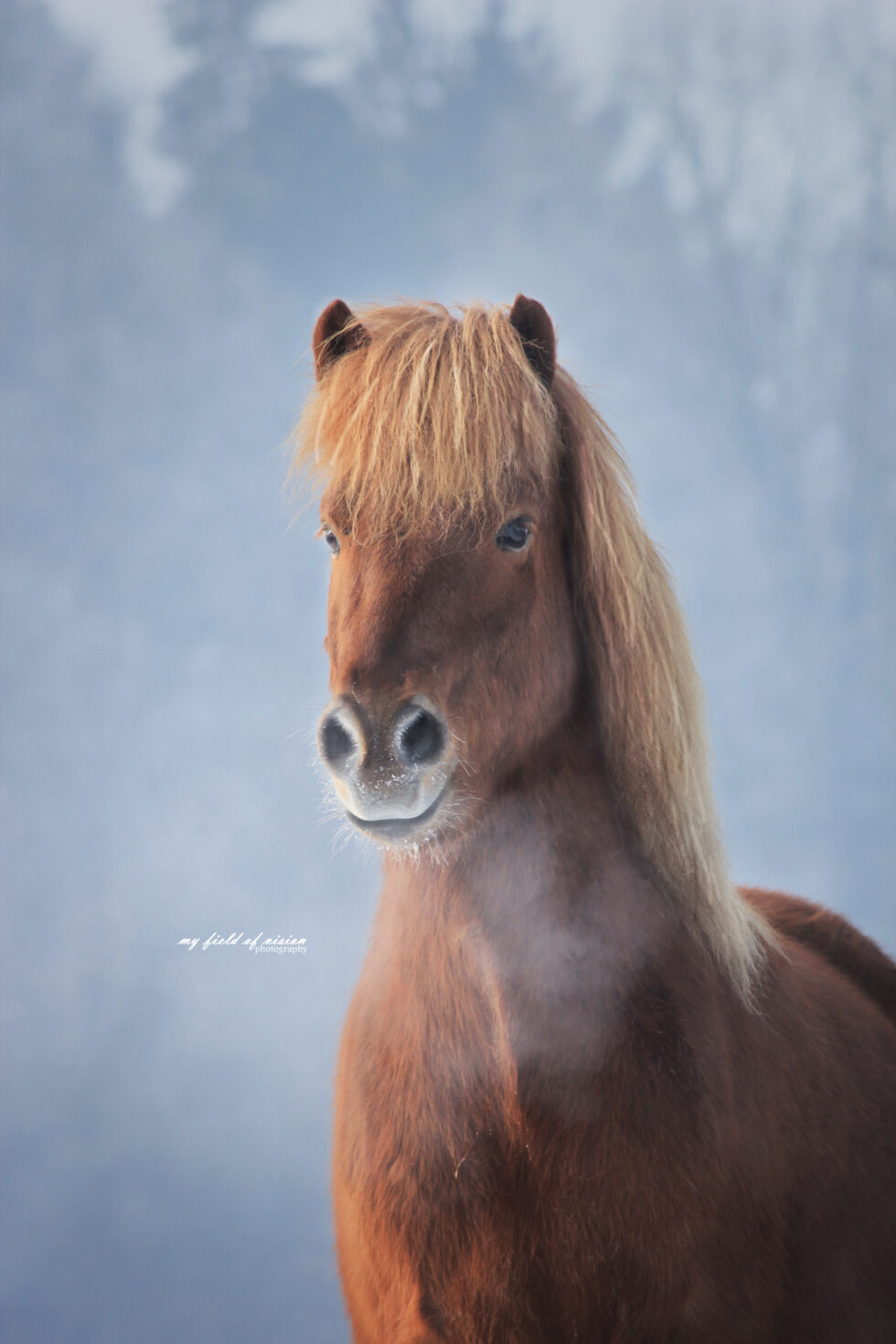 Pferdeshooting | myfieldofvision